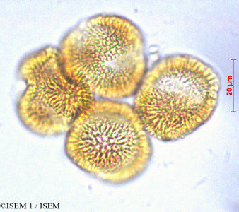 Eudema nubigena - lame n° 29070